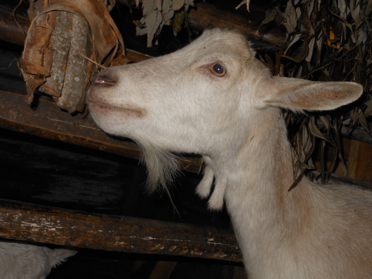 Наша Севка очень любит осиновую кору и веники