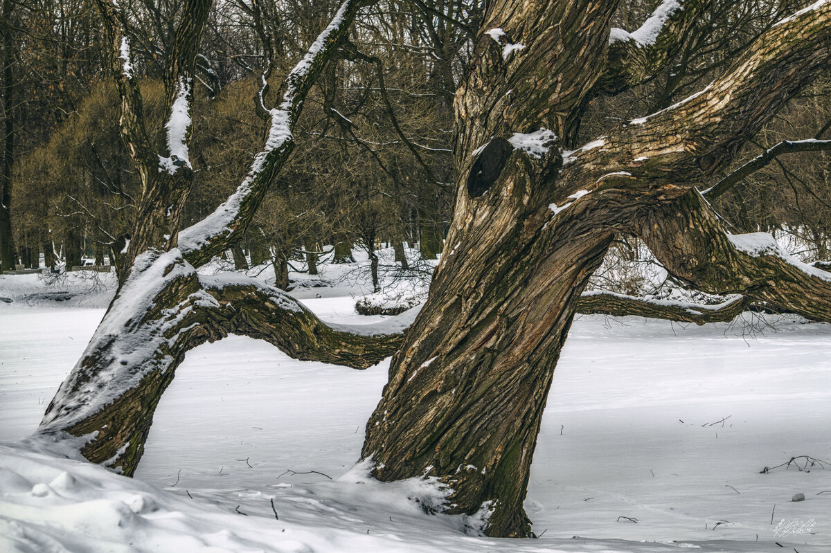 Санкт-Петербург. Екатерингофский парк. Март 2019. | Владимир Кононов | Дзен