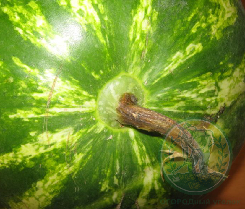 Понравилась статья? Не скупись, поставь лайк!)