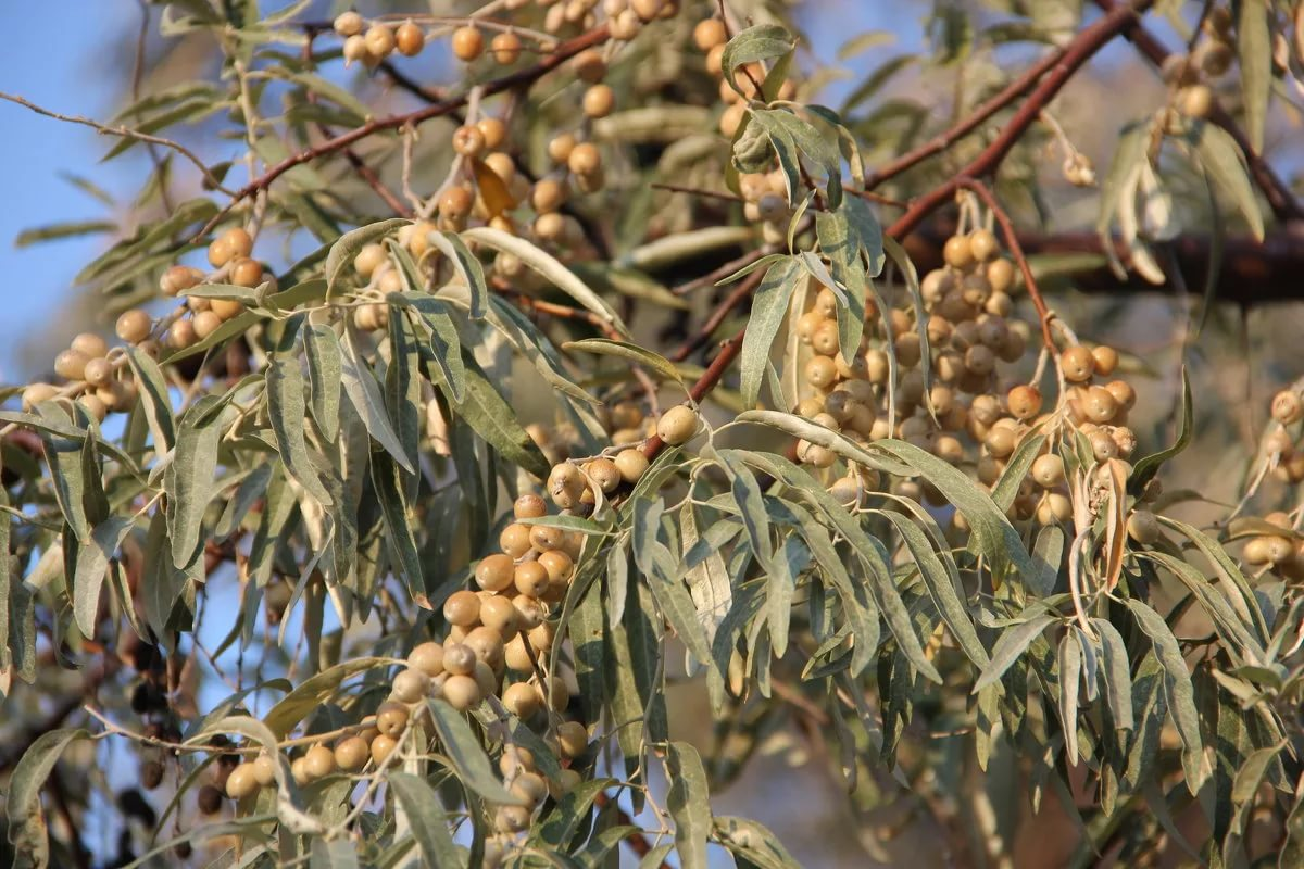 Джида ягоды. Лох узколистный кустарник. Лох узколистный (Elaeagnus angustifolia). Лох узколистный (Дикая маслина).