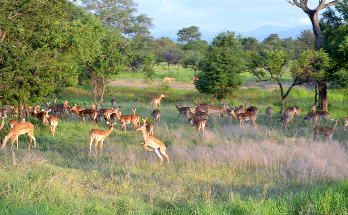 Антилопы бурно радуются рассвету в саванне