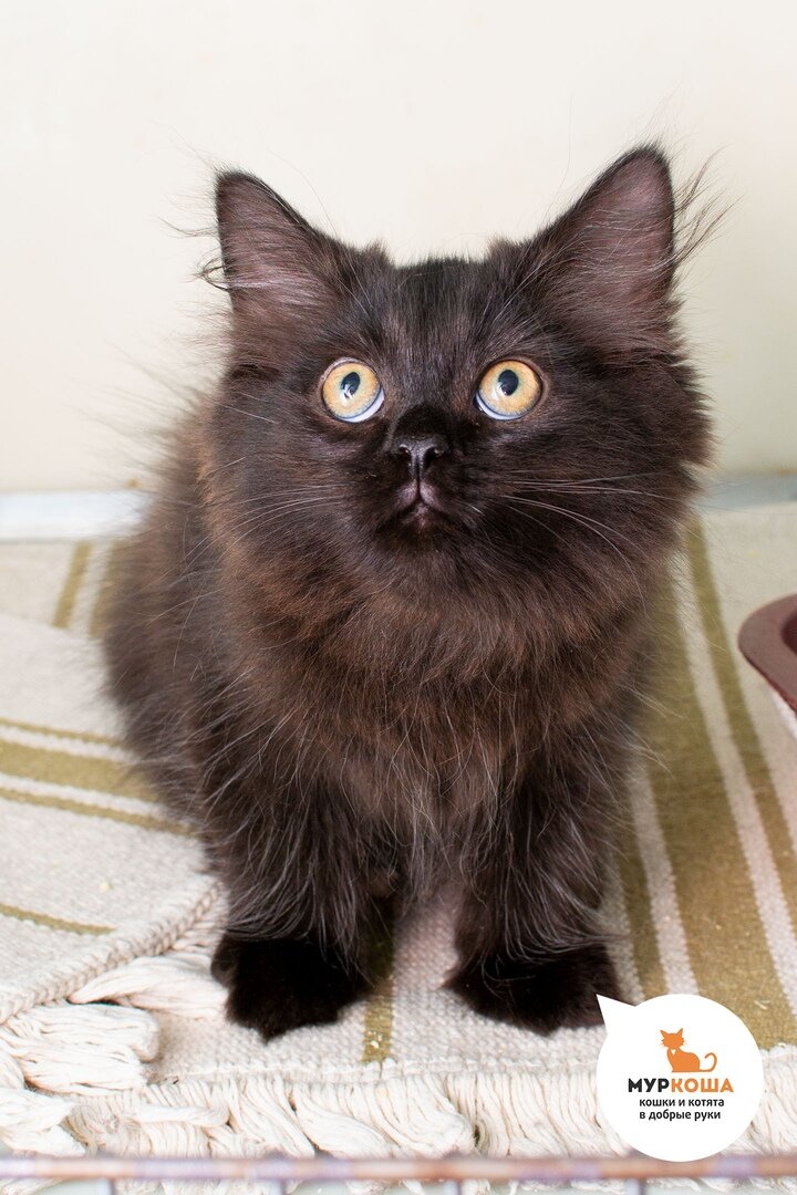 Пухлик, возраст котенка  – 4 месяца