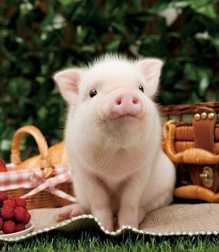 Фото взято из сети.