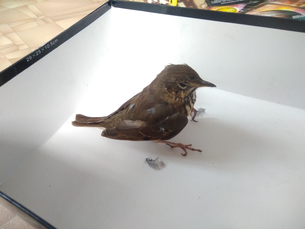 Грозный орёл