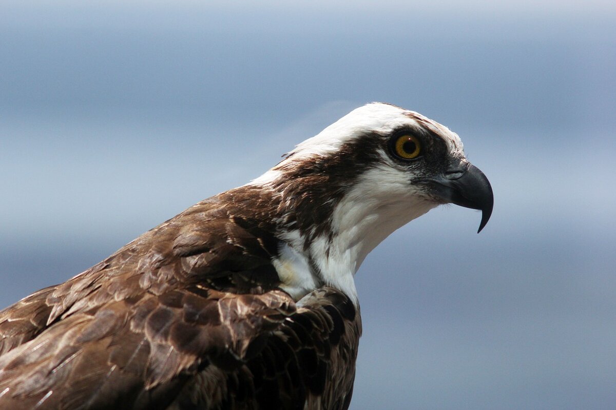 https://cdn.pixabay.com/photo/2018/10/09/03/37/osprey-3734025_1280.jpg