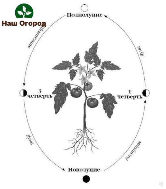 Вреда от лунного календаря точно не будет!