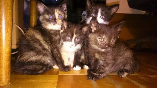 Наши котята.