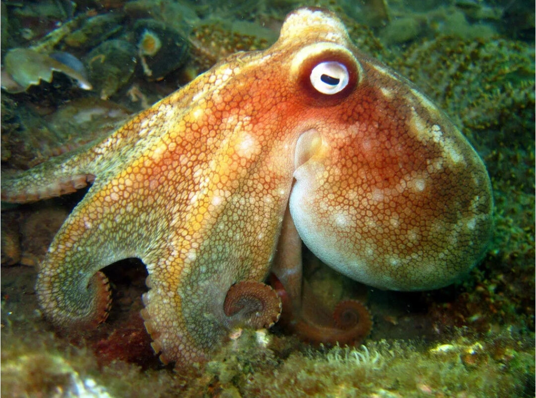Мурена и осьминог. Глаза головоногих моллюсков. Глаз головоногого моллюска. Головоногие моллюски органы чувств. Головоногие моллюски наутилус.