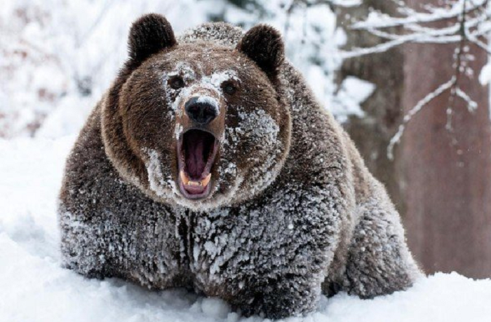 Медведи, что не спят зимой крайне опасны и раздражены. 