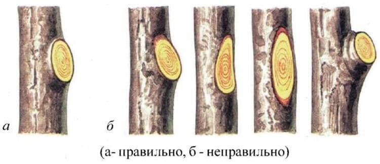 Вырезка ветви на кольцо