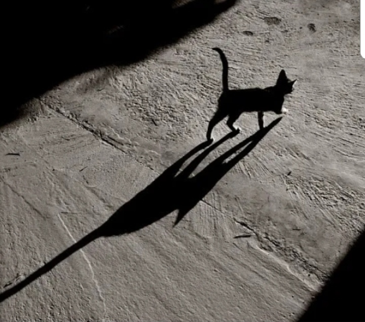 Тень кота. Кот уходит. Кот идет домой. Черный кот уходит.
