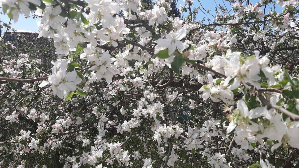 Мой вишнёвый сад