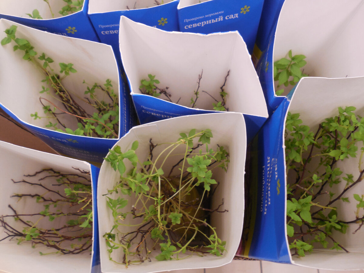 Вроде бы спирея?