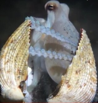 Ну и что, что это не кокос. Его прекрасно можно заменить большими ракушками.