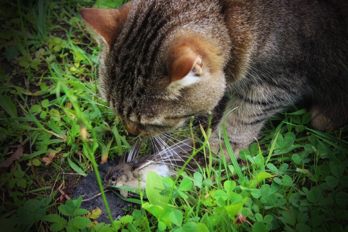 кот пойман текст