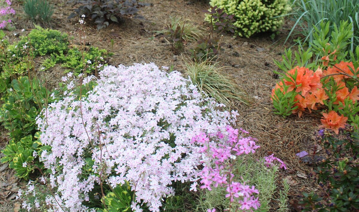 посадка флокса шиловидного весной в открытый грунт. посадка флокса шиловидного в грунт. флокс шиловидный из семян. флокс шиловидный ковровые огоньки. флокс шиловидный (phlox subulata).