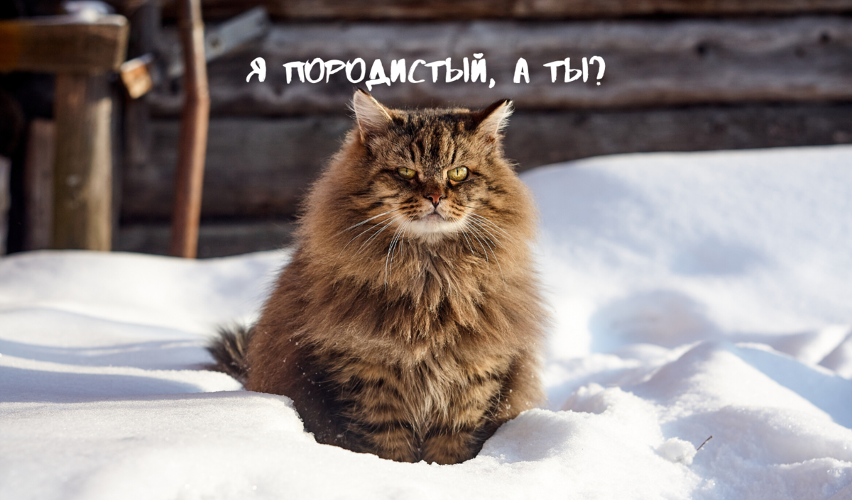 Сибирский кот. Источник Canva.com