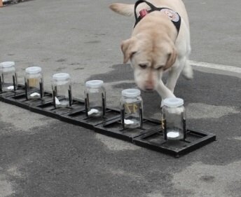 собака занимается одорологией.