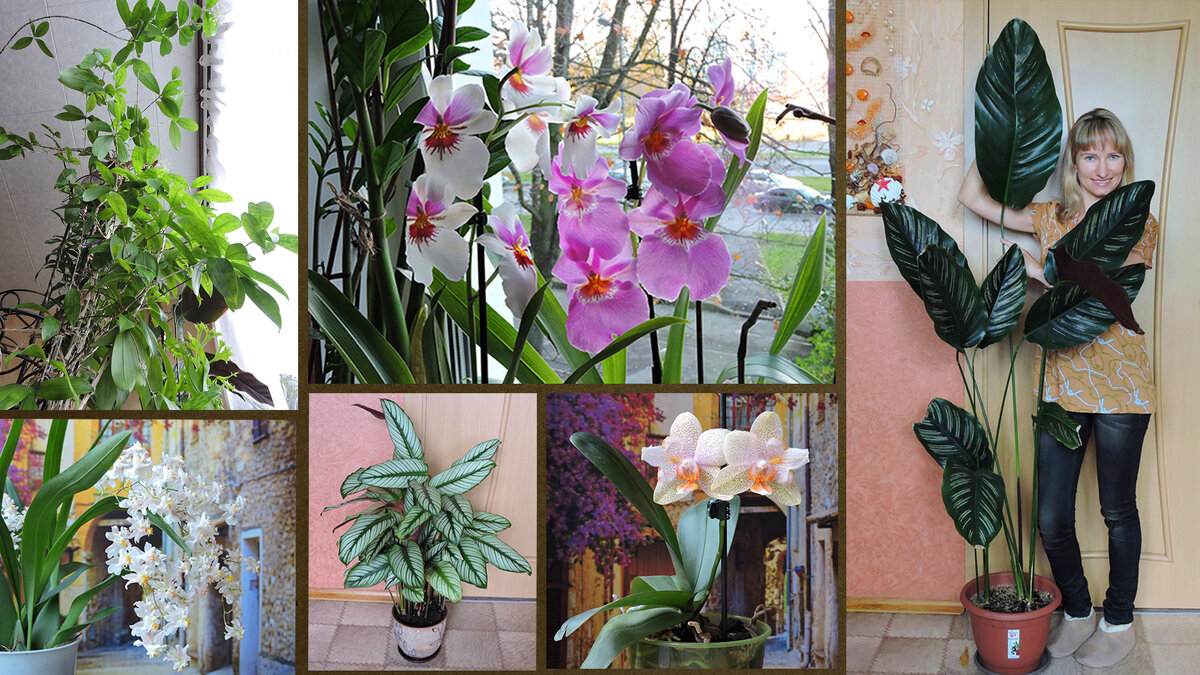 Мои комнатные цветы. Фото коллаж.