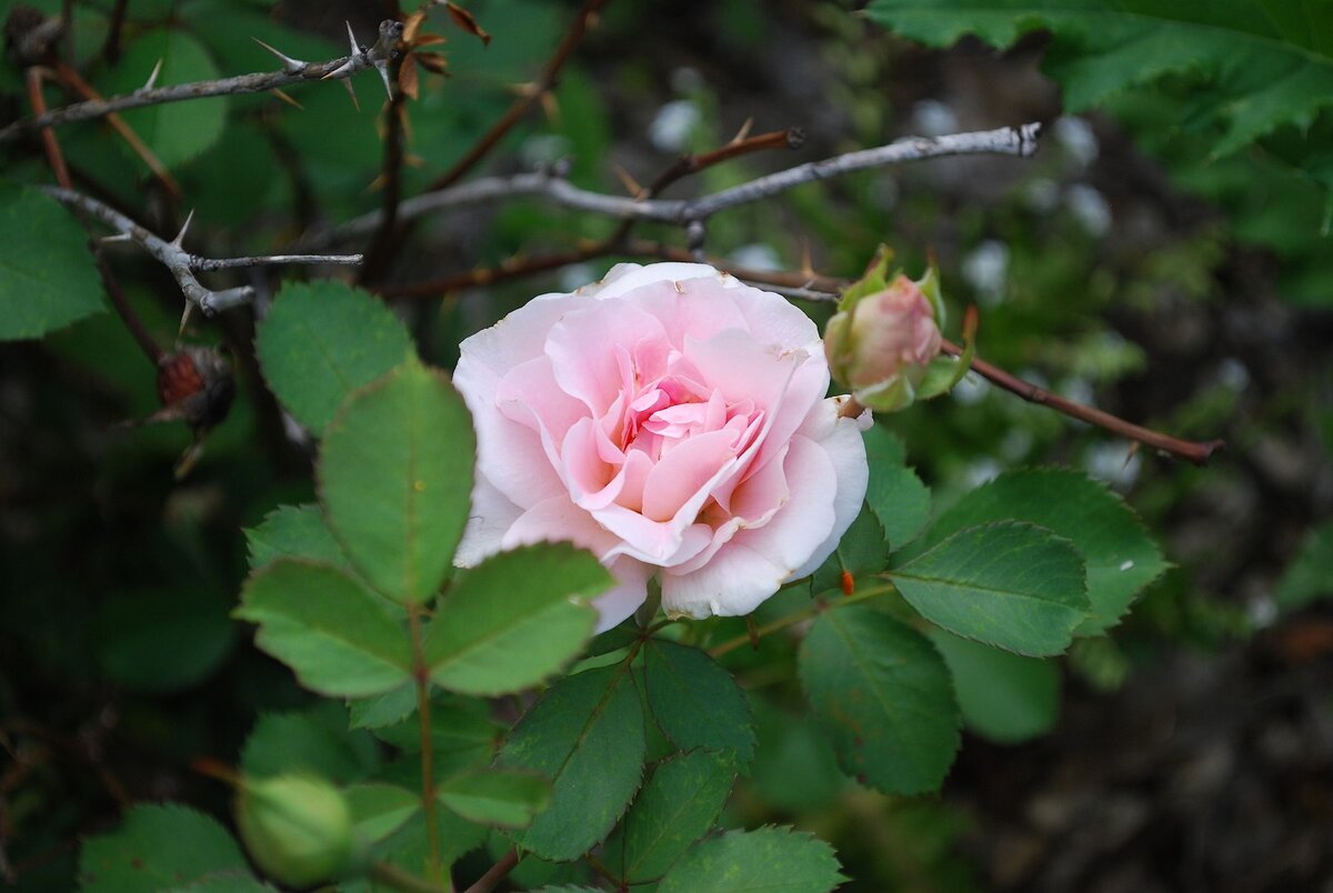 Morden Blush (Морден Блаш)