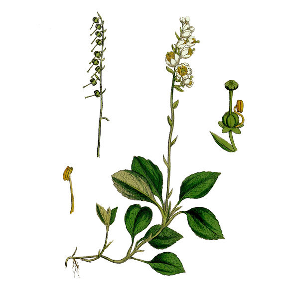 Элементы боровой матки