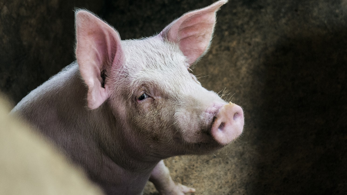   Частичный или полный отказ от корма – достаточно распространенная проблема в свиноводстве. Рассмотрим причины и способы борьбы с ней.