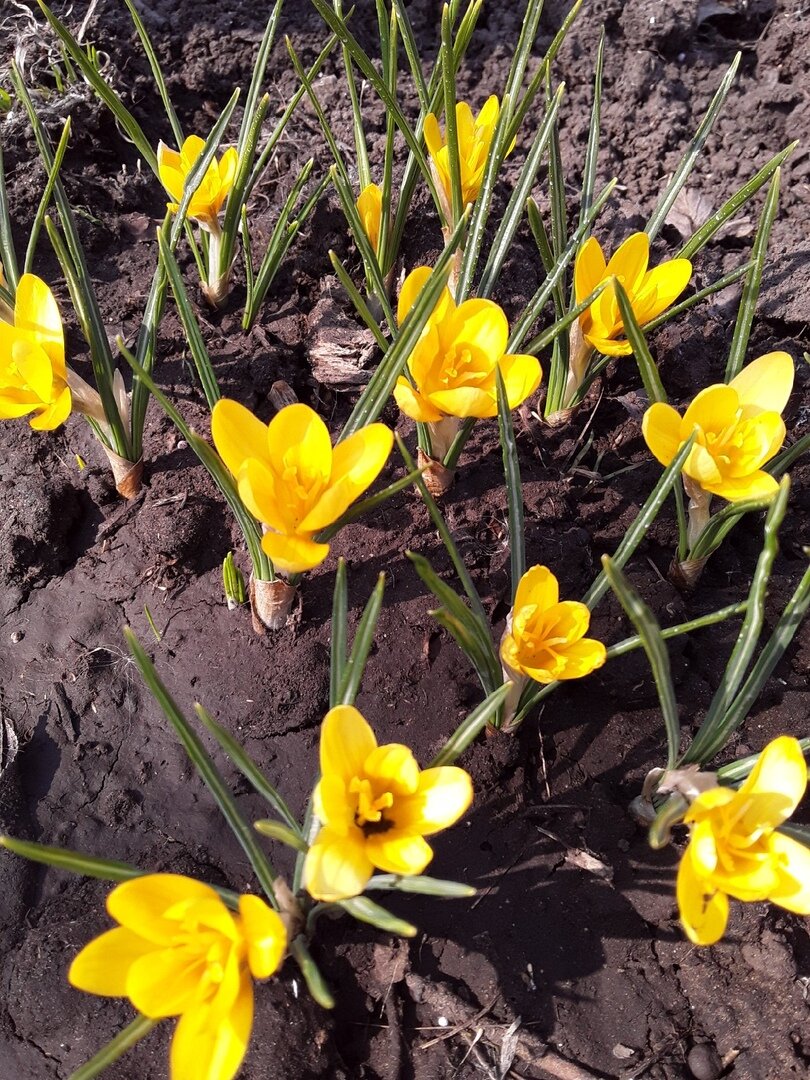 Крокус ботанический, сорт Dorothy