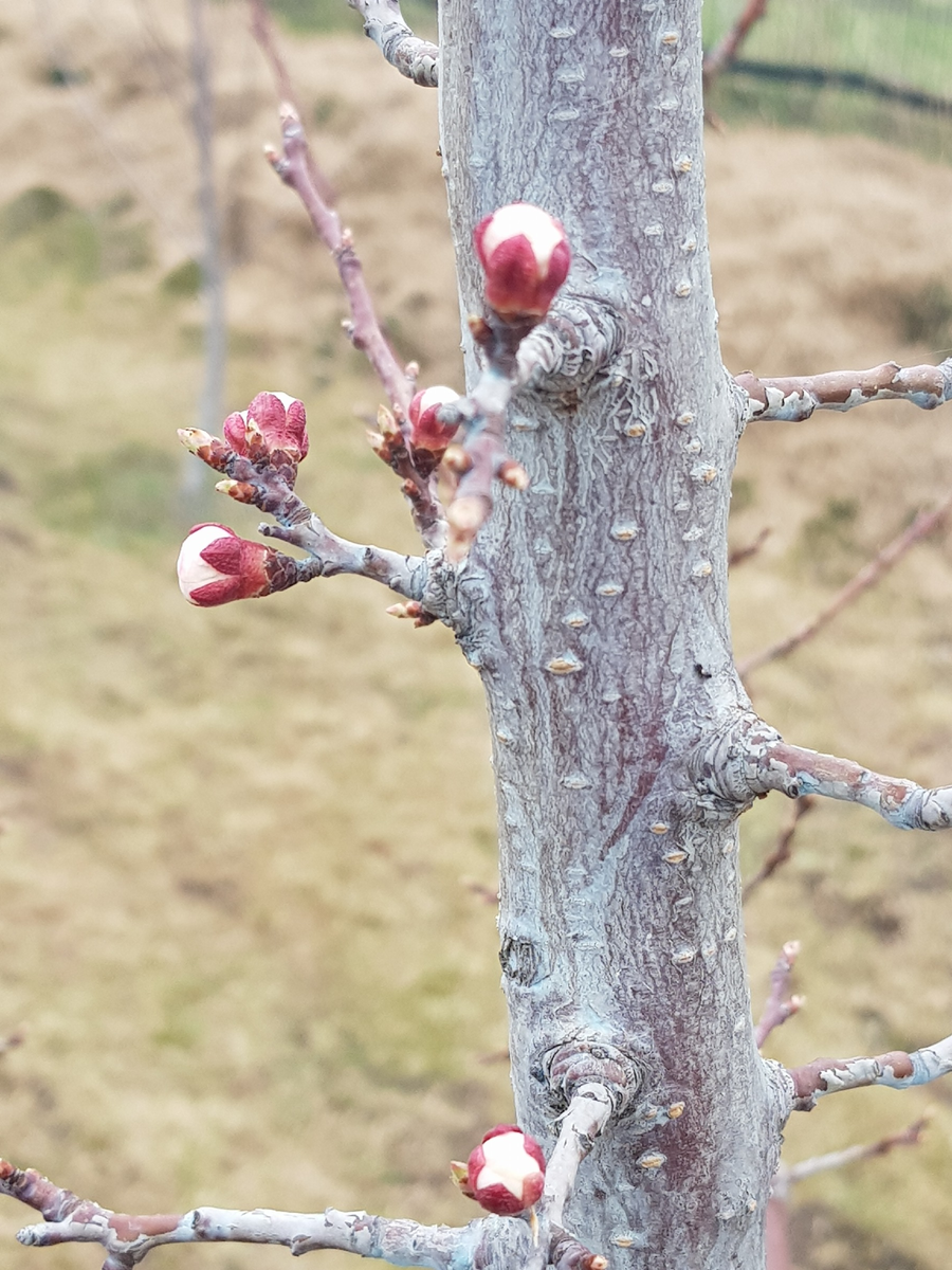 Абрикос пытается неуверенно распуститься, но тоже не верит обманчивой апрельской погоде.