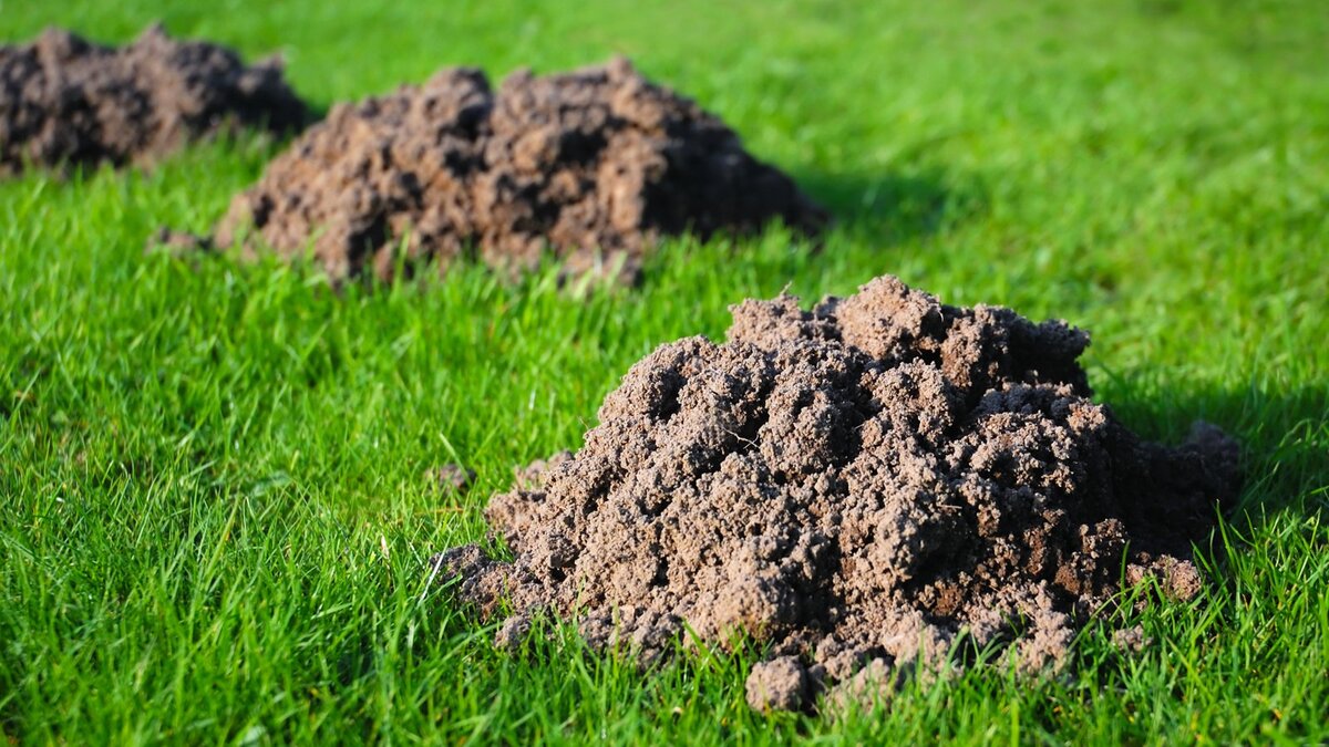 Норы от крота на газоне. Источник фото: diz-cafe.com