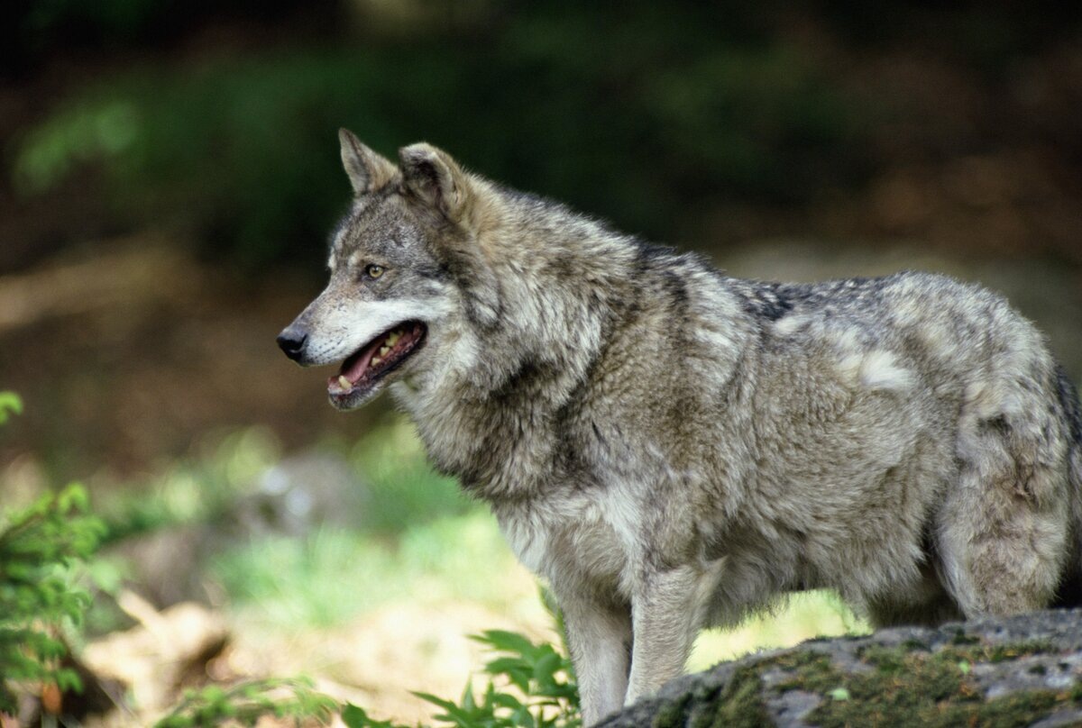 Следы волка: как отличить и что нужно знать - витамин-п-байкальский.рф