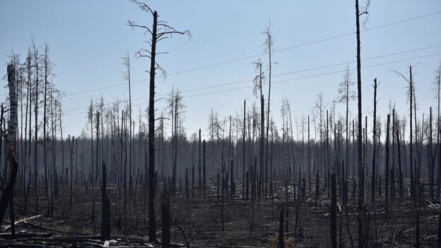 InНа снимке от 12 апреля видно часть Зоны отчуждения, почерневшую от пламени