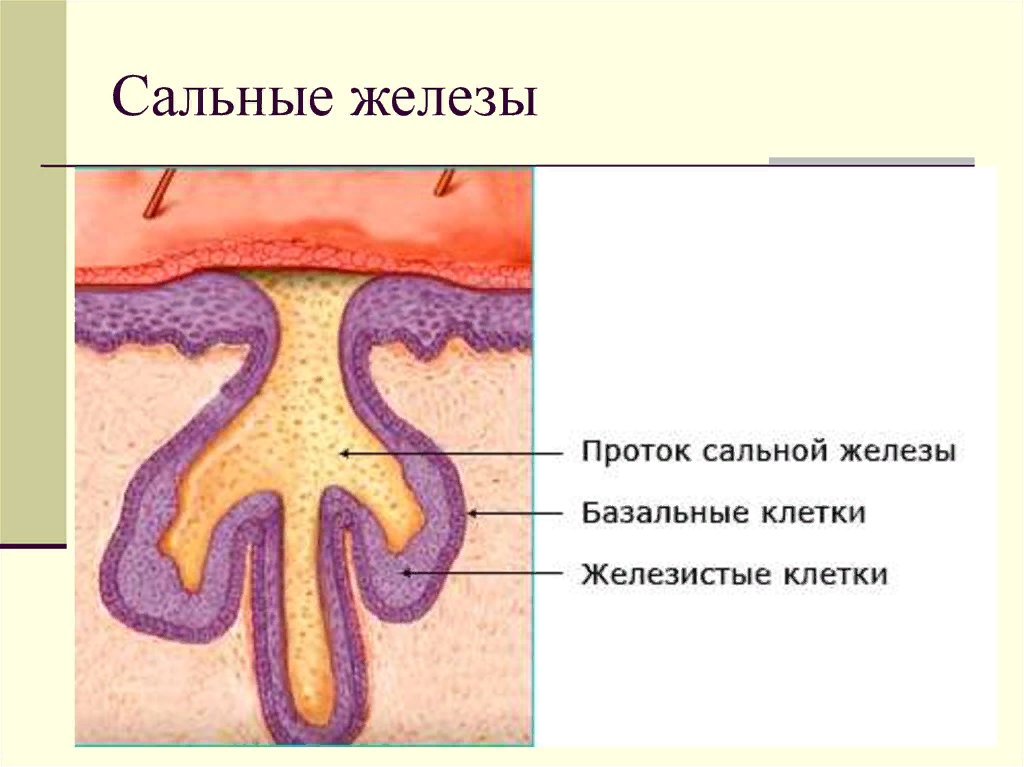 Как выглядит сальная железа на рисунке