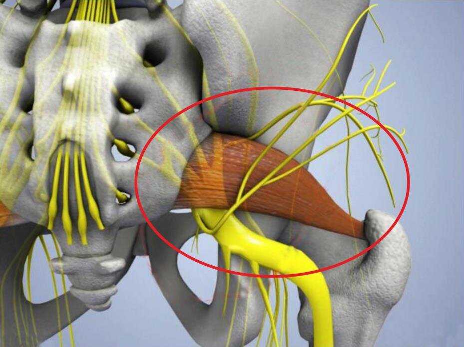 Нервы в ягодице где находятся. Грушевидная - Piriformis. Иннервация грушевидной мышцы. Седалищный нерв грушевидная анатомия. Грушевидная мышца и седалищный нерв.