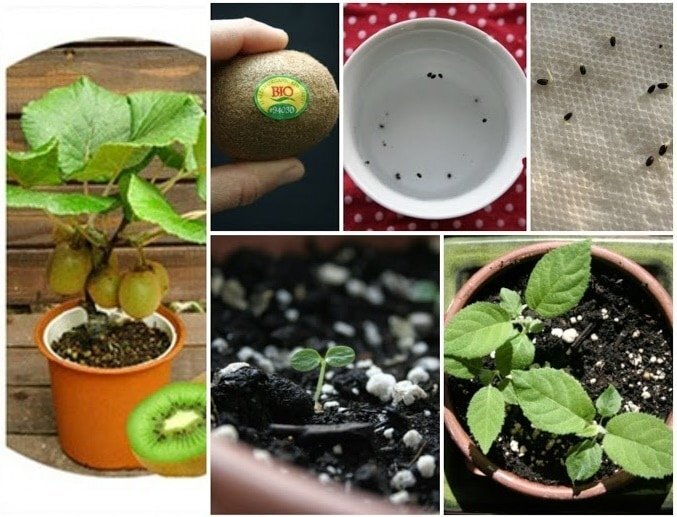 Как вырастить киви дома: мастер-класс | Советы по садоводству