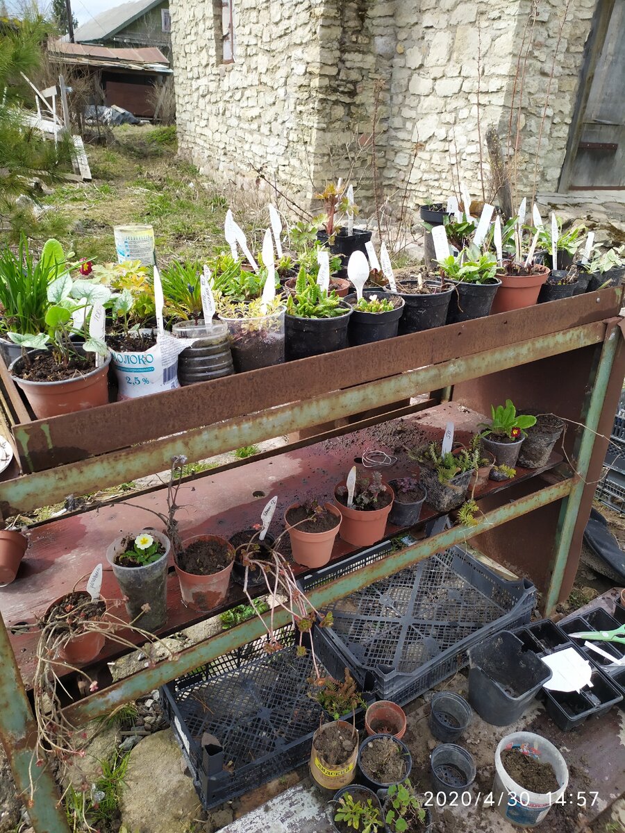 Стаканы с рассадой