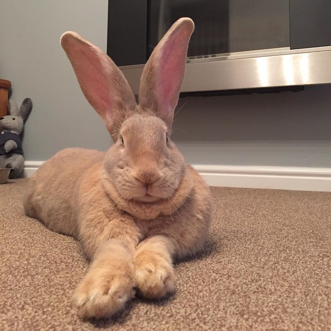 Как выманить кролика из под дивана