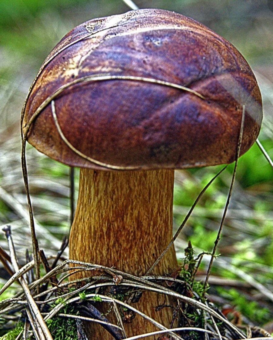 Польский гриб красный. Польский белый гриб. Белопольский белый гриб. Польский гриб и белый гриб. Польский белый гриб съедобный.