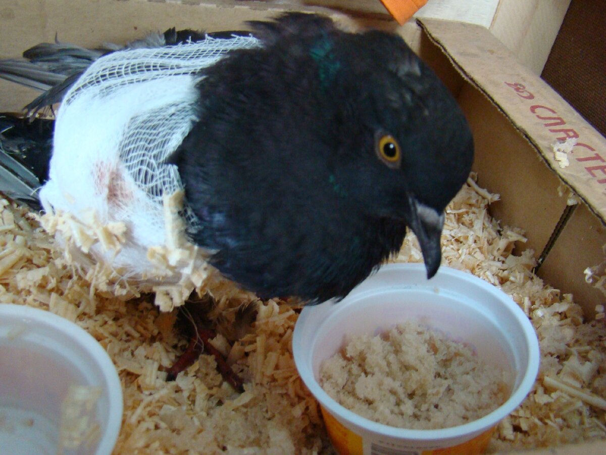 Вот он, бедняга, откармливается размоченным хлебом...