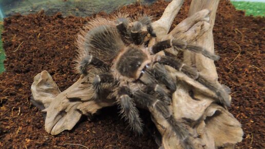 Как размножаются тарантулы