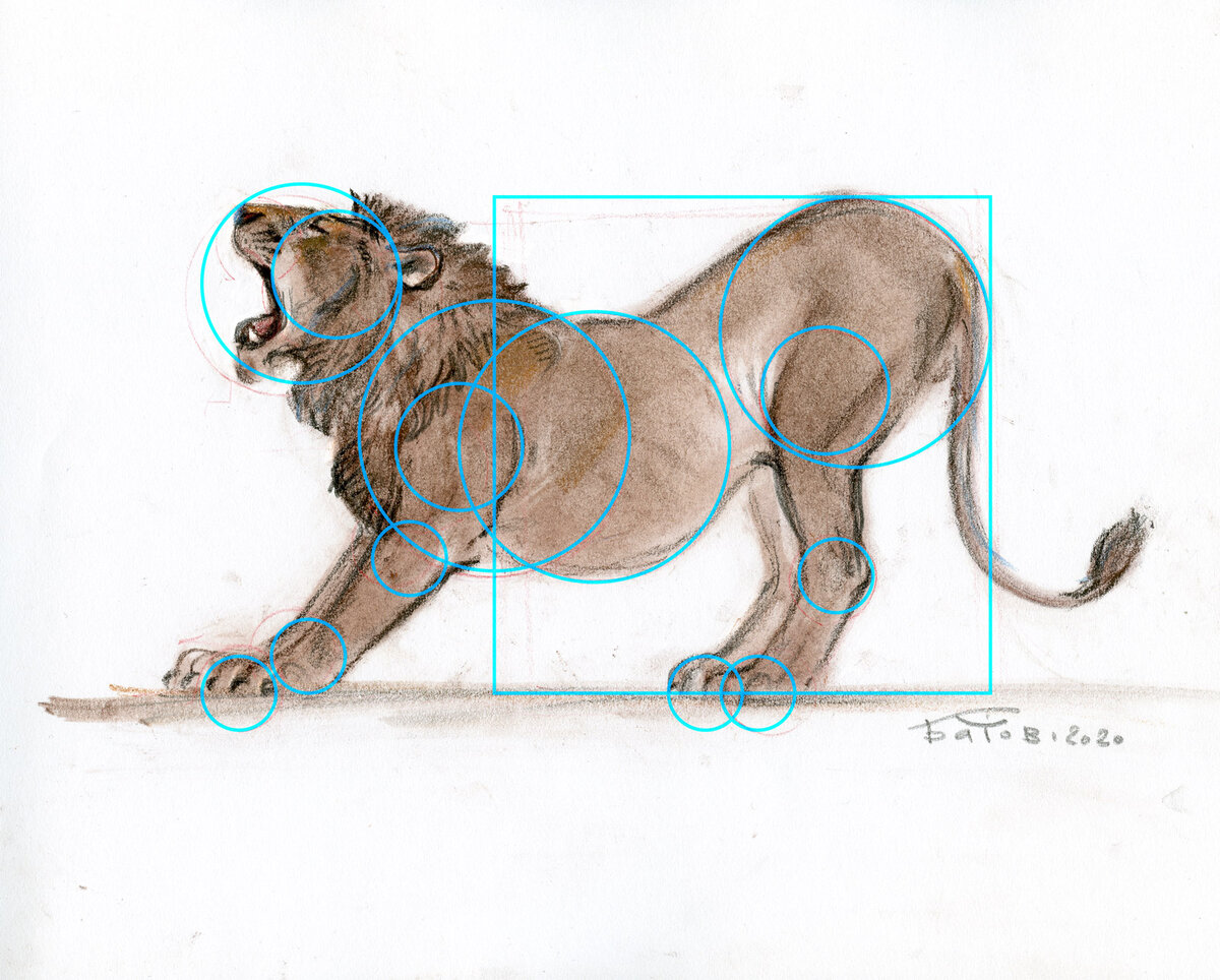Нисходящий лев. Поза Льва. Анатомия Льва для рисования. Лев позы для рисования. Пропорции Льва.