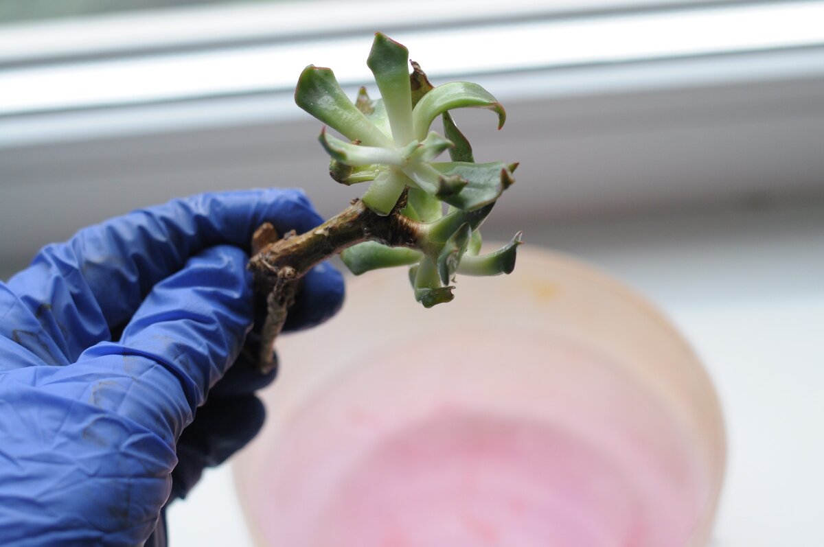 Перчатки, маска обязательны. Обработка ослабленных после почтовой пересылки растений