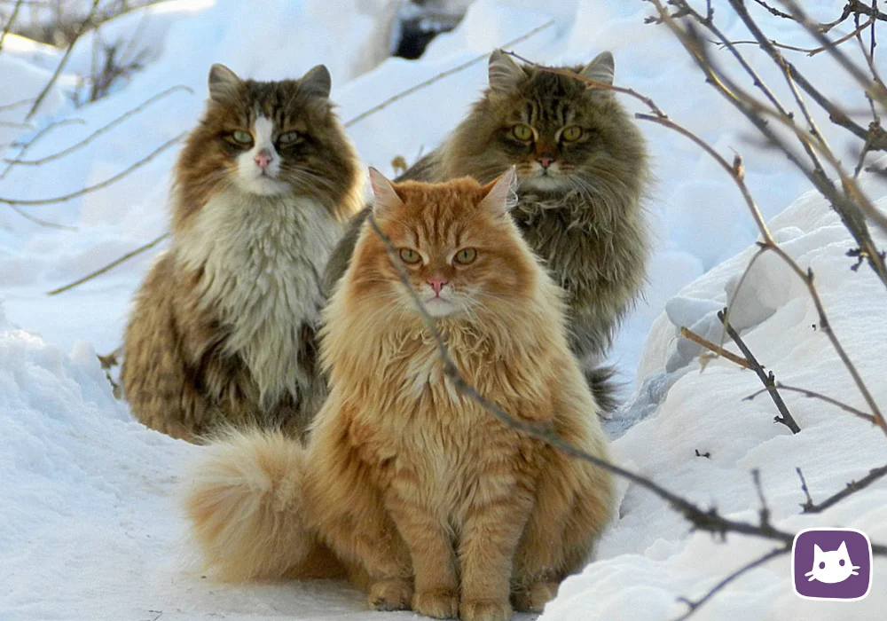 Кот вышел поляну и сладко