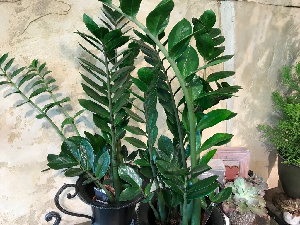 Источник фото: www.nijolesgeliunamai.lt