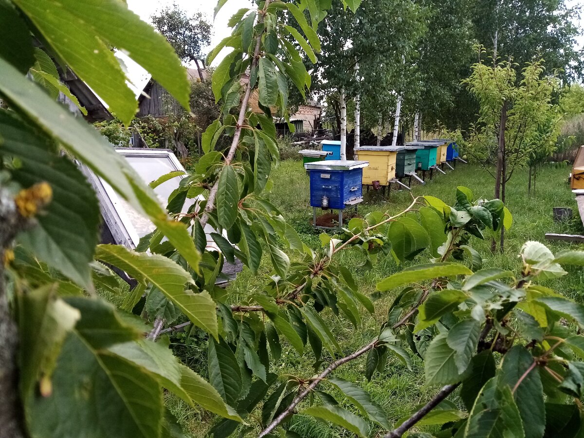 Главный взяток