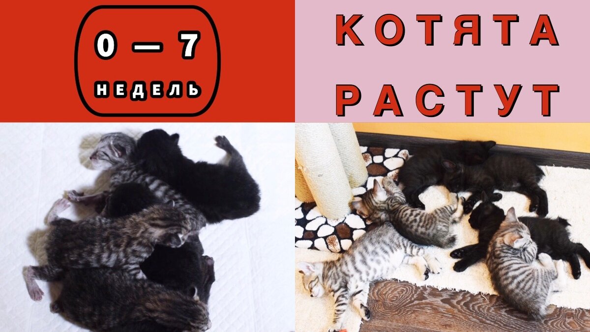 Как быстро растут котята с фото по месяцам