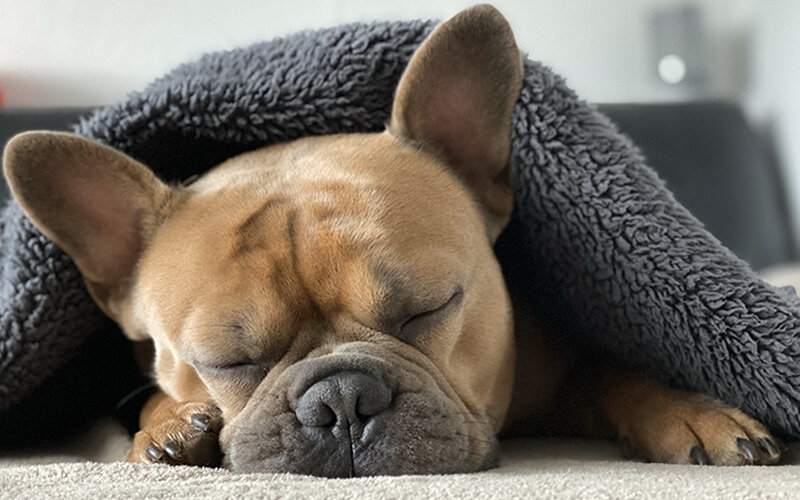 Собака спит, а значит дома все хорошо. Все спокойно. Фото Mylene2401/Pixabay 