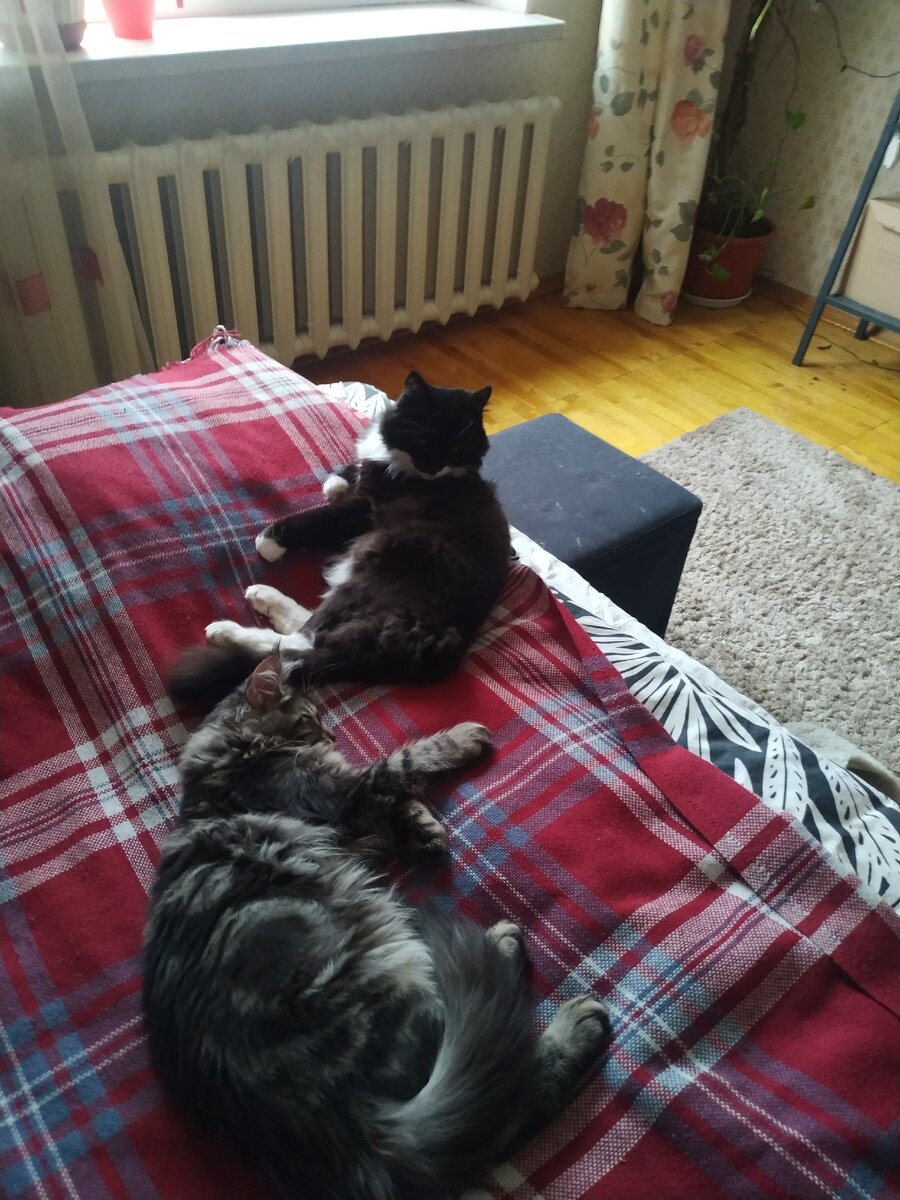 Долго не могли подружиться, вторая кошка (Ириска) сильно опасалась. Но тут у них «перемирие»