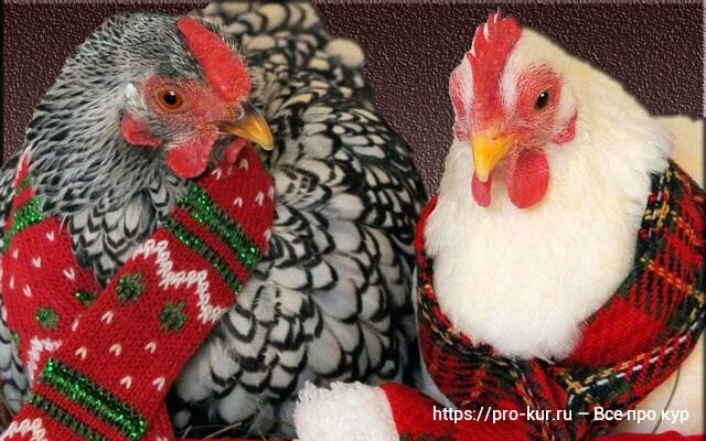 Рождественские девушки!