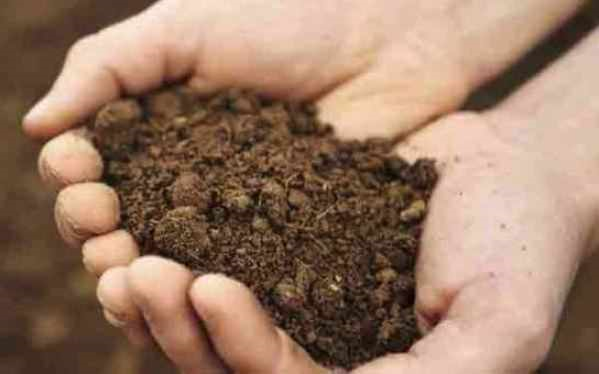 Грунт для клюквы. https://domicad.com.ua/ru/articles/sadovaya-klukva-posadka-vyrascivanie-osobennosti-uhoda