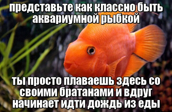 картинка взята из свободного доступа Яндекс картинки